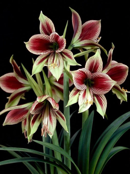 Amaryllis Bulb 10-15 cm Papilio Butterfly Green Burgundy Live Plant with Growth - Amaryllis Papilio