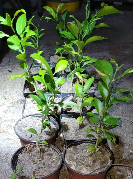 Satsuma Fruit Tree Seedling - Live Mandarin Citrus Plant 4" to 10" - Citrus unshiu