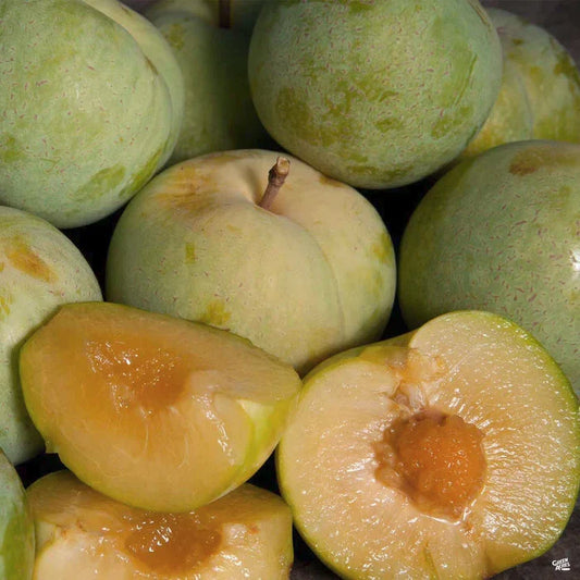 Emerald Pluot Scions Cuttings - Plum Apricot Hybrid - Prunus domestica x Prunus armeniaca