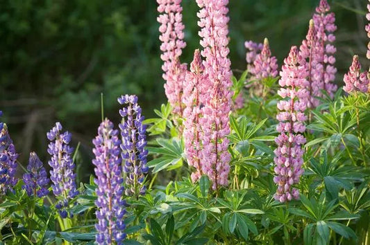 Dwarf Lupine Seeds - Pixie Delight Mix - 50 Seeds - Lupinus Polyphyllus