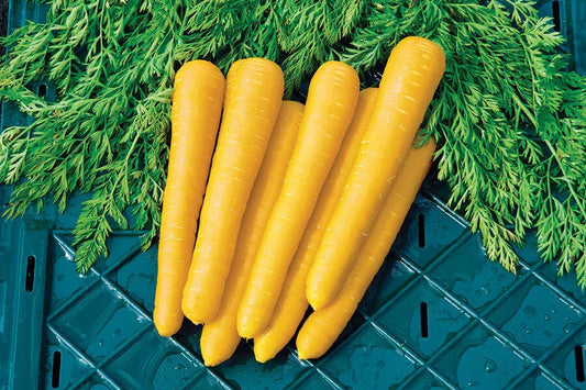 Gold Nugget Carrot Seeds - 1000+ Count - Organic Vegetable Seeds for Garden Planting - Daucus carota