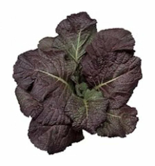 Red Giant Mustard Seeds - 1500 Non-GMO Heirloom Seeds - Brassica juncea - USA Seller