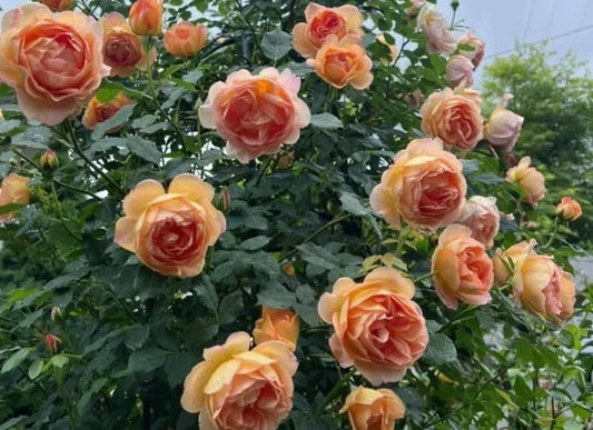 English Shalott Rose Cuttings, 3 Fresh Cuttings, Pink Varieties, Perennial Flowering Plant, Allium ascalonicum