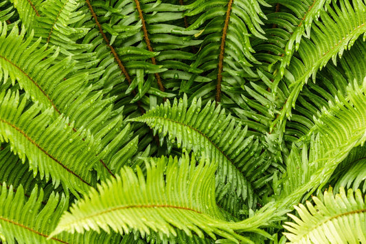 Western Sword Fern Seeds, Large 3' x 3', Hardy to -4°F, Polystichum munitum, Ideal for Gardens and Landscaping