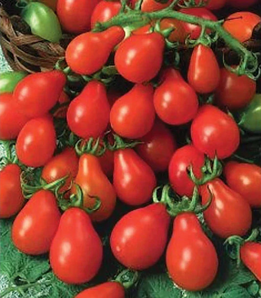 Red Pear Tomato Seeds - 100 Non-GMO Heirloom Seeds for Containers - Indeterminate Variety (Solanum lycopersicum)