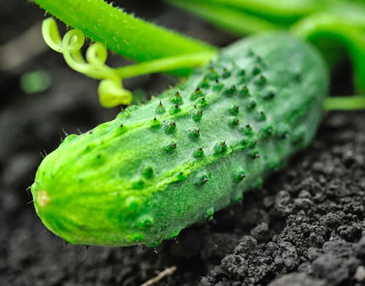 Premium National Pickling Cucumber Seeds - 20 Fresh Seeds - Cucumis sativus - Ideal for Home Gardening