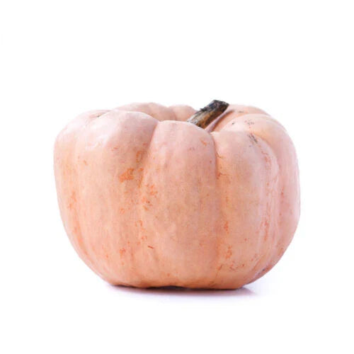 Porcelain Doll Pumpkin Seeds - 25+ Pack for Garden Planting - Cucurbita pepo - USA
