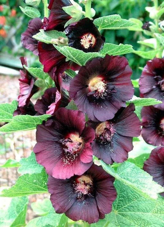 Hollyhock Seeds – 50 Non-GMO Deep Red Black Alcea Rosea – Spring or Fall Planting