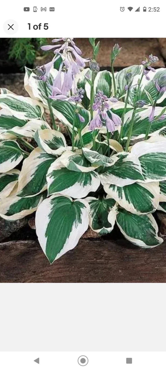 Patriot Variegated Hosta Root Plant - Ready to Plant - Hostas for Shade Gardens - Hosta 'Patriot'