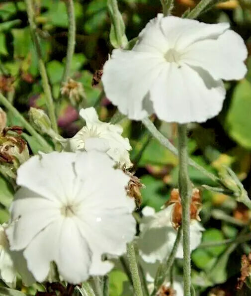 White Rose Campion Seeds, 100 Count, Fuzzy White Leaves, Lychnis Coronaria, Silene