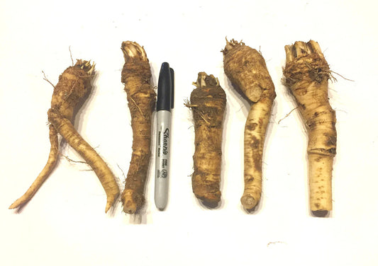 Horseradish Crowns - Easy to Grow Hot Roots - Vigorous & Productive (Armoracia rusticana)