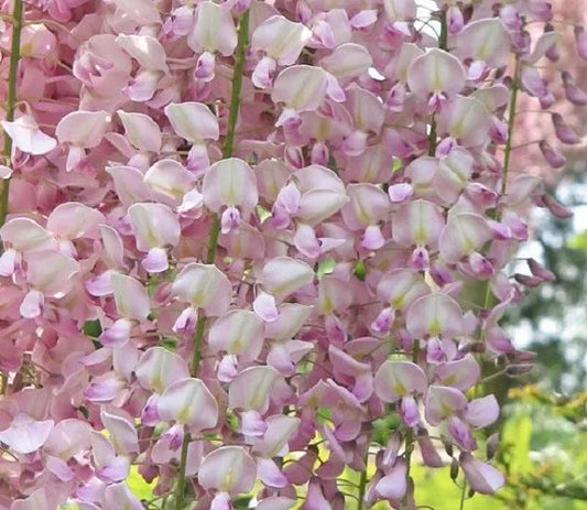 Light Pink Wisteria Seeds - 5 Perennial Climbing Flower Seeds (Wisteria sinensis) - USA Seller