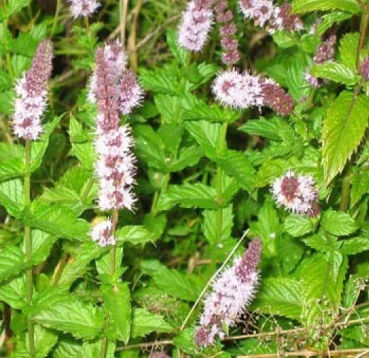 Spearmint Seeds - 150+ Fresh Seeds - Mentha spicata - Free USA Shipping