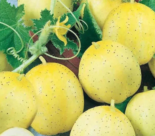 Cucumber Seeds 100 Count Lemon Sweet Yellow Non-GMO Cucumis sativus
