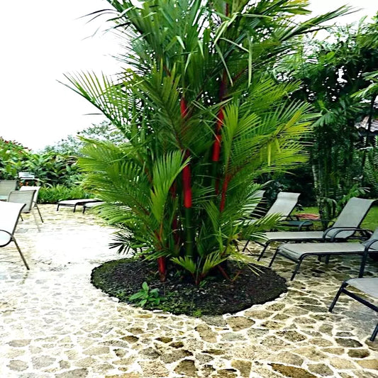 10 Red Sealing Wax Palm Tree Seeds - Cyrtostachys renda - Indoor House Plant Seeds for Unique Tropical Decor