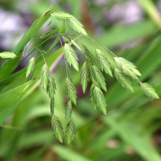 Northern Sea Oat Seeds, 30 Seeds, Ornamental Perennial, Chasmanthium latifolium