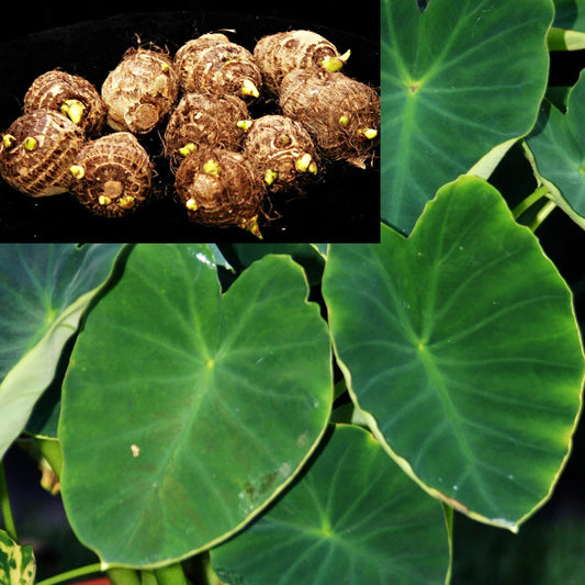 Dwarf Green Taro Bulbs - 10 Pack - Edible Tropical Plant for Koi Bog Pond - Colocasia esculenta