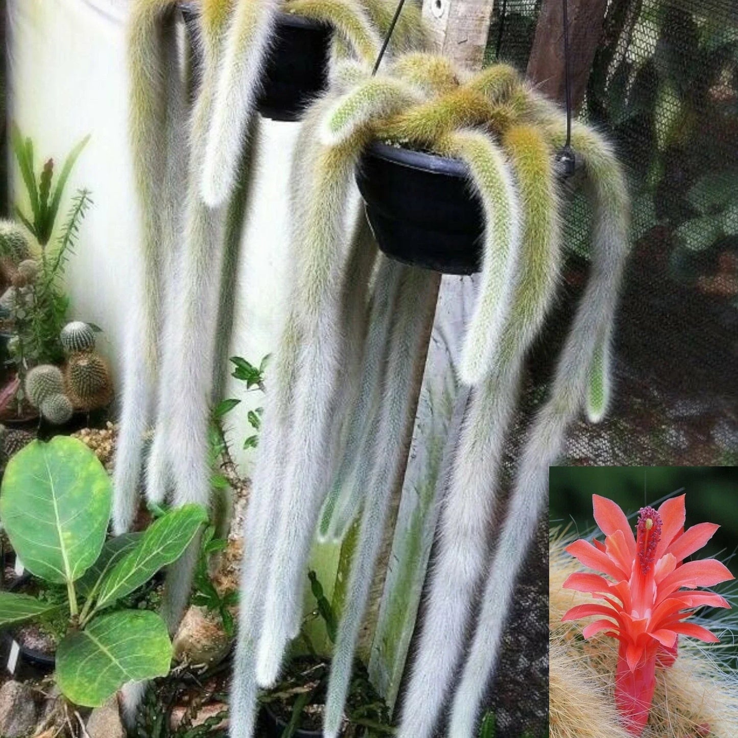 Monkey Tail Cactus Plant - Hildewintera colademononis - Unique Succulent Variety