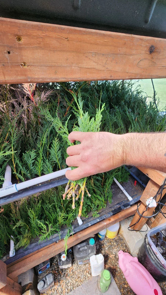 Leyland Cypress Trees - 10 Bare Root Starter Plants - Fast Growing Evergreen Landscape Trees - Cupressocyparis leylandii