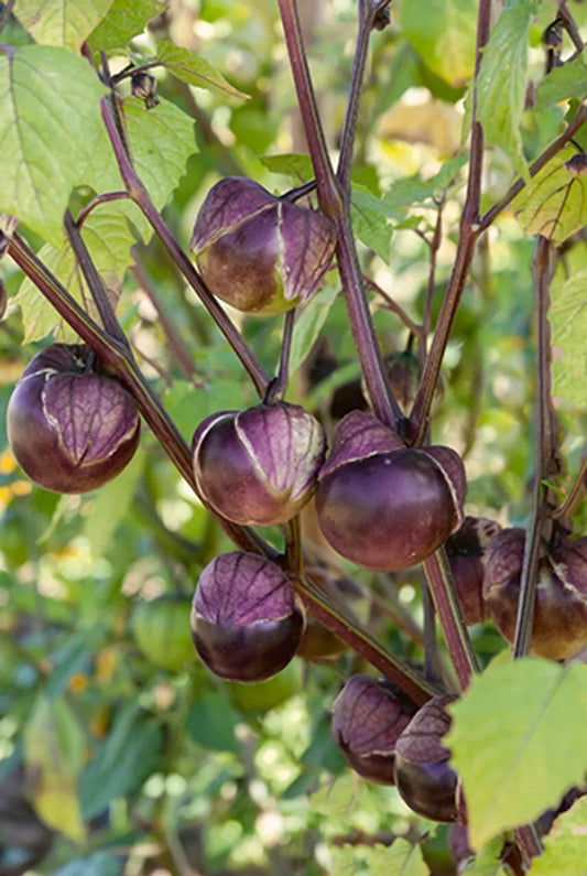 Deep Purple Tomatillo Seeds 50 Ct, Really Purple, Non-GMO, Physalis ixocarpa, USA Grown