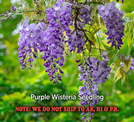 Purple Wisteria Live Plant Seedling in 2.5" Pot - Wisteria sinensis - Ready to Grow for Garden