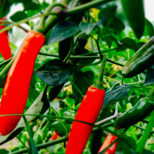 Serrano Hot Pepper Seeds | Heirloom NON-GMO | Fresh Garden Seeds | Capsicum annuum