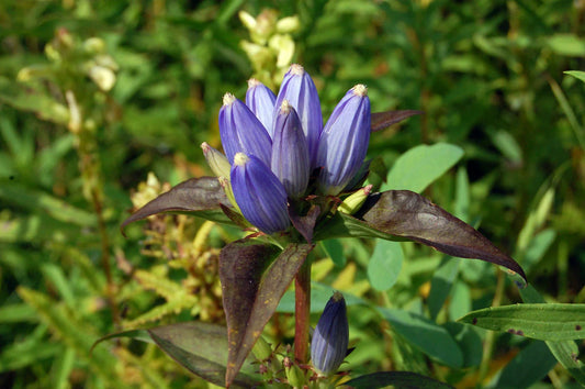 Bottle Gentian Seeds - 570 Seeds - Gall Flower Blue Perennial - Gentiana andrewsii - Free Shipping on 15+ Packs