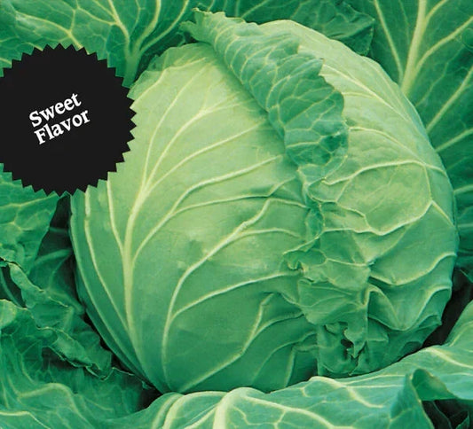 Cabbage Seeds 800+ Heirloom Copenhagen Market Non-GMO Fresh Seeds (Brassica oleracea)