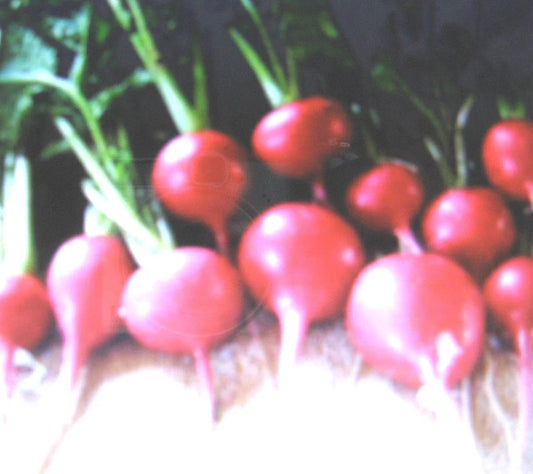 Crimson Giant Radish Seeds - 100 Count - Healthful Vegetable - Raphanus sativus