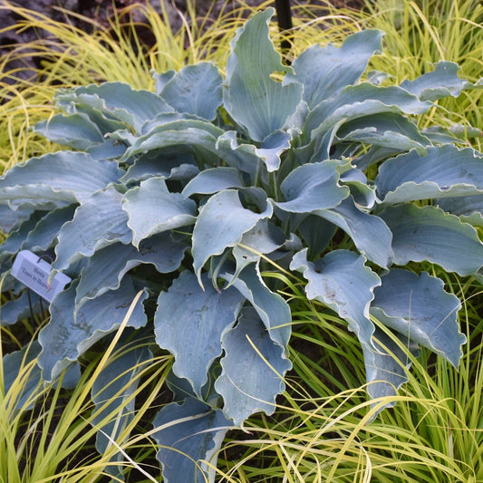 Hosta Tears in Heaven Perennial Plant in 5.25" Pot - Blue Weeping Variety - Ideal for Shade Gardens