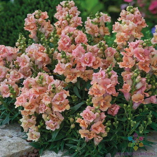 Twinny Peach Snapdragon Seeds - 1000+ Count - Antirrhinum majus - Ideal for Garden Planting - USA Grown, Free Shipping