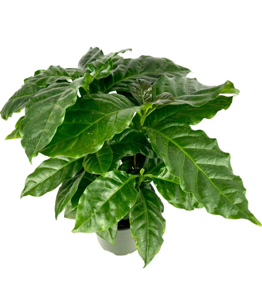 Coffee Plant 4" Pot Coffea Arabica Easy Care Air Purifying House Plant