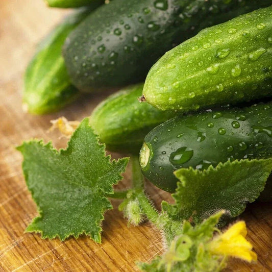 Non-GMO Long Green Improved Cucumber Seeds for Home Garden - Cucumis sativus - Shipped with Tracking