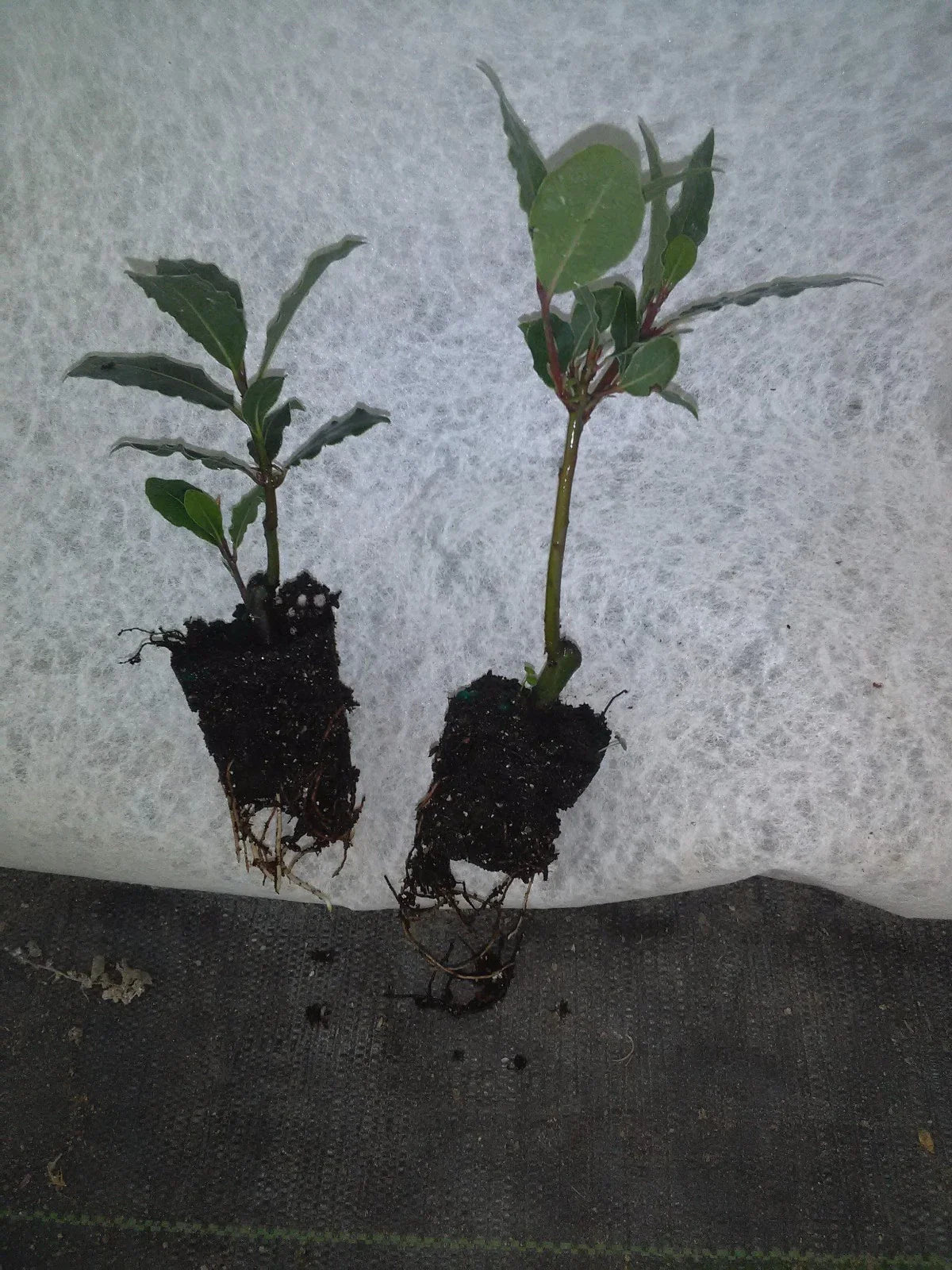 Bay Leaf Tree Live Plant Laurus nobilis Bay Laurel