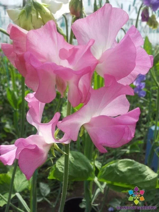 Aunt Jane Sweet Pea Seeds - 50+ Heirloom Seeds for Garden Planting - Lathyrus odoratus - USA