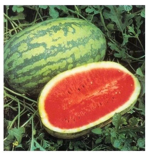 JUBILEE Watermelon Seeds - Heirloom Red Variety - 15 Seeds - Citrullus lanatus - Big 30 Pounds Yield