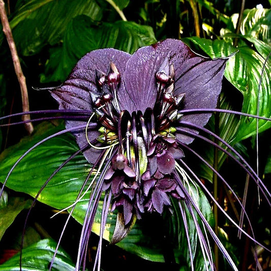 Black Bat Orchid Seeds | Rare Tacca chantrieri | Tropical Garden Houseplant