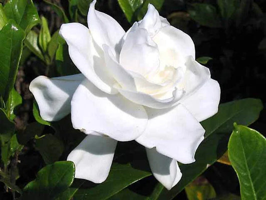 Heirloom Gardenia Bush 1ft Live Plant, White Cape Jasmine, Gardenia Jasminoides Shrub, Fragrant Flowers, Bare Root