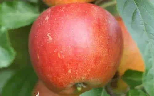 Queen Cox Apple Seeds - 25+ Pack for Garden Planting - Malus domestica - USA Grown, Non-GMO, Heirloom Seeds