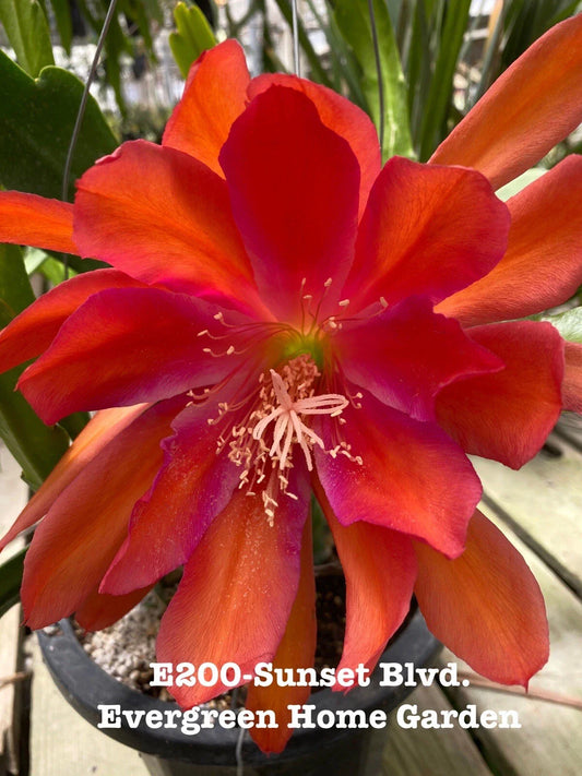 Rooted Epiphyllum Hybrid Orchid Cactus Plant “Sunset Blvd.” in 4” Starter Pot - Vibrant Indoor Succulent (Epiphyllum)