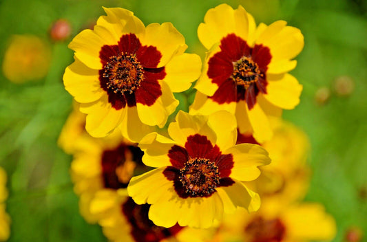 Dwarf Plains Coreopsis Seeds - 2000+ Edible Medicinal Wildflower Seeds | Native Tickseed (Coreopsis tinctoria)