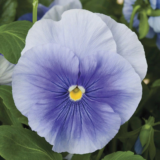 Pansy Seeds Pack - 50 Delta Premium Pure Light Blue - Violas wittrockiana