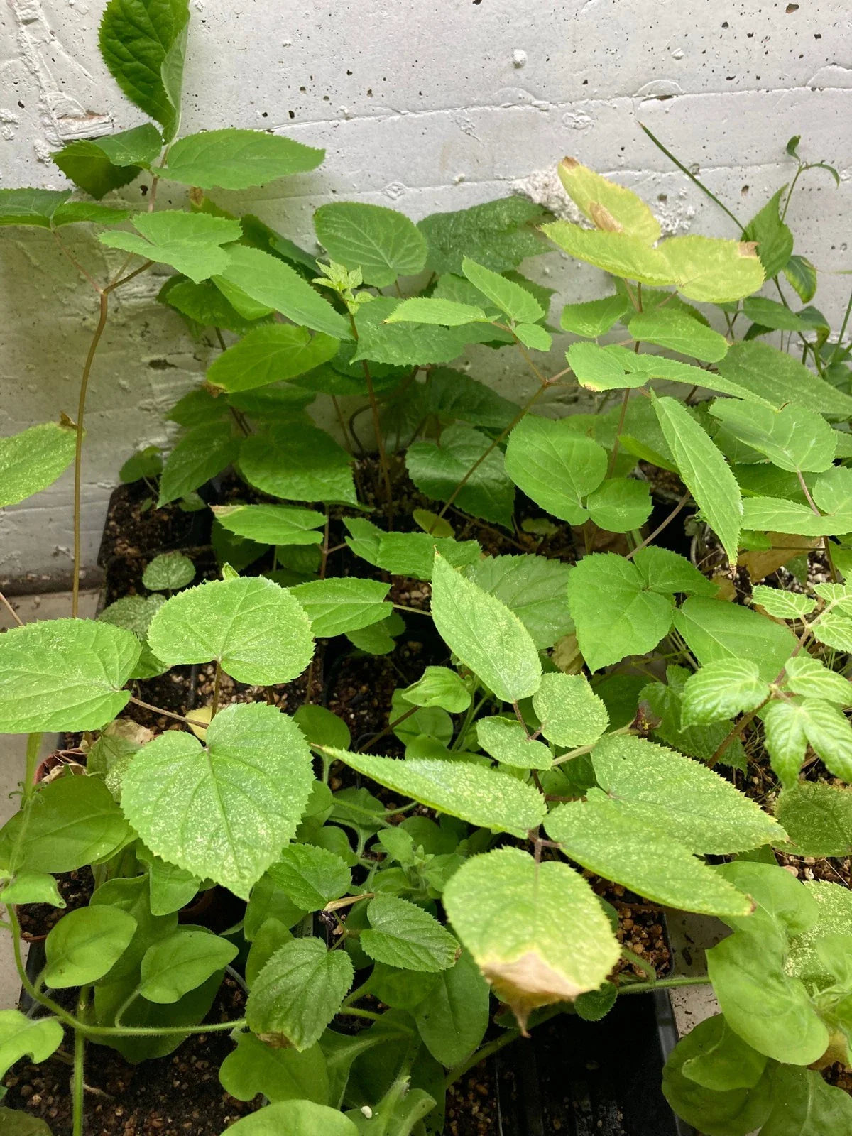 American Spikenard Plant - Native Perennial Edible Shade - Aralia racemosa - Herbal Garden Starter