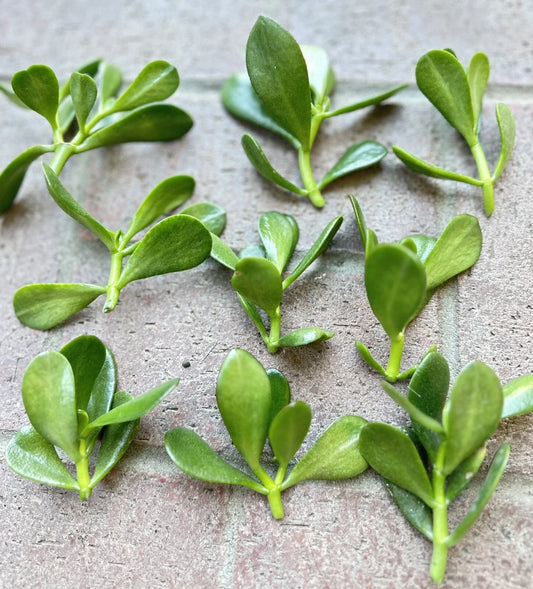 Jade Plant Cuttings - 5 Money Succulent Cuttings 3" to 5" - Lucky Plant - Crassula ovata
