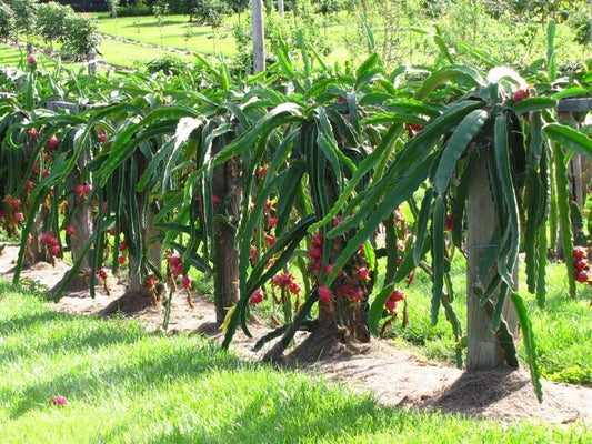 Dragon Fruit Cutting 6+ inches Purple "Haley's Comet" Pitaya - Exotic Cactus Plant for Home Garden (Hylocereus undatus)