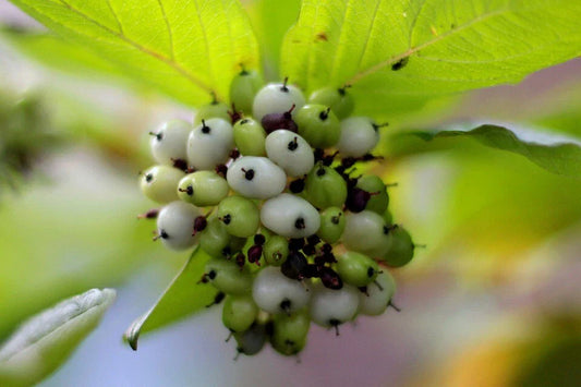 Tatarian Dogwood Seeds - 20 Pack - Cornus alba - Hardy Shrub for Landscaping and Wildlife Gardens