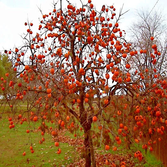 Persimmon Tree Seeds - Sugar Plum Variety - Diospyros Virginiana - Cold Hardy 4-9 - Fruit Plant Seeds