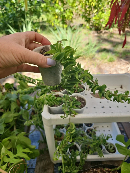 Aeschynanthus Twisted Rasta Lipstick Plant in 2.5" Pot - Rooted Houseplant for Indoor Decor - Easy Care Greenery
