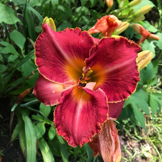 Assorted Daylilies Plants, Mixed Colors, Perennial Variety, Hemerocallis Species for Your Garden
