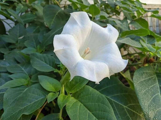 Datura Seeds 50 Pack - White Angel Trumpet - Datura wrightii - Flowering Plant Seeds for Garden and Landscape